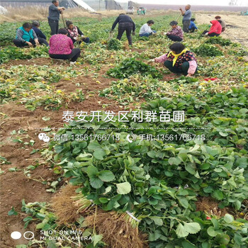 2019年艳丽草莓苗价格、艳丽草莓苗报价及价格