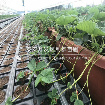 盆栽草莓苗种植方法、盆栽草莓苗多少钱一棵