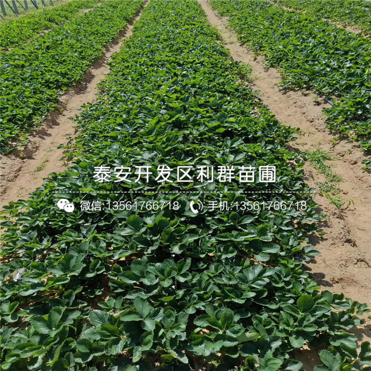 2019年晶瑤草莓苗、晶瑤草莓苗新品種