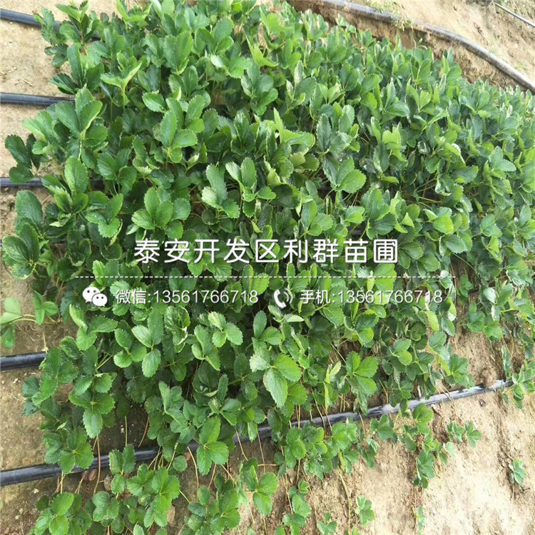 2019年京藏香草莓苗、京藏香草莓苗報(bào)價(jià)及價(jià)格