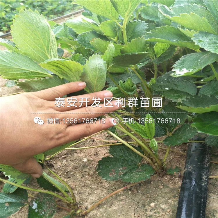 醉俠草莓苗什么價(jià)格