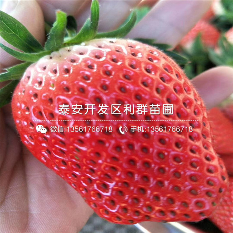 吉马草莓苗价格行情