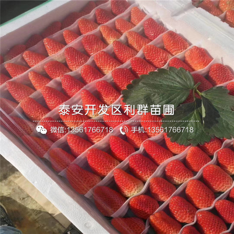 吐德拉草莓苗、2019年吐德拉草莓苗价格是多少