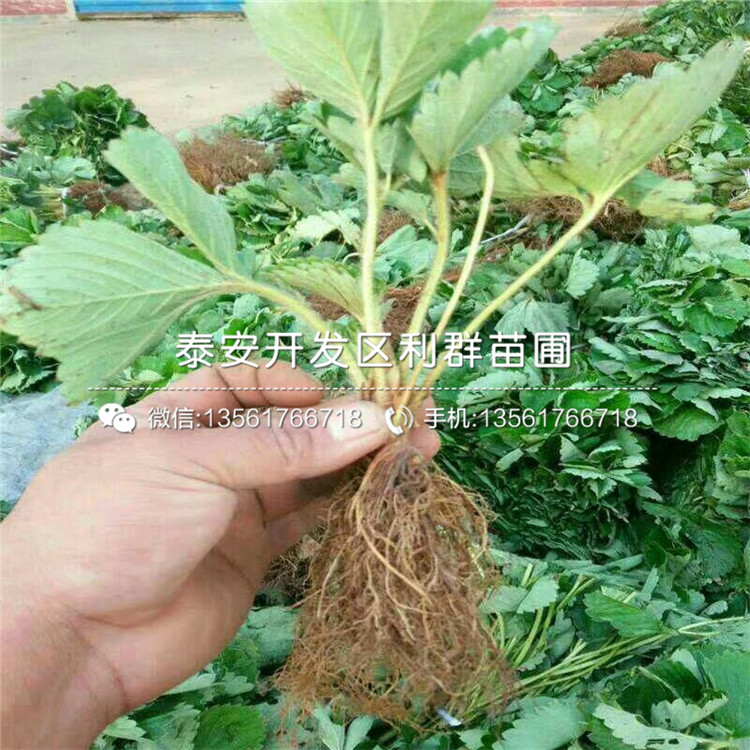 2019年妙香七號草莓苗、妙香七號草莓苗新品種