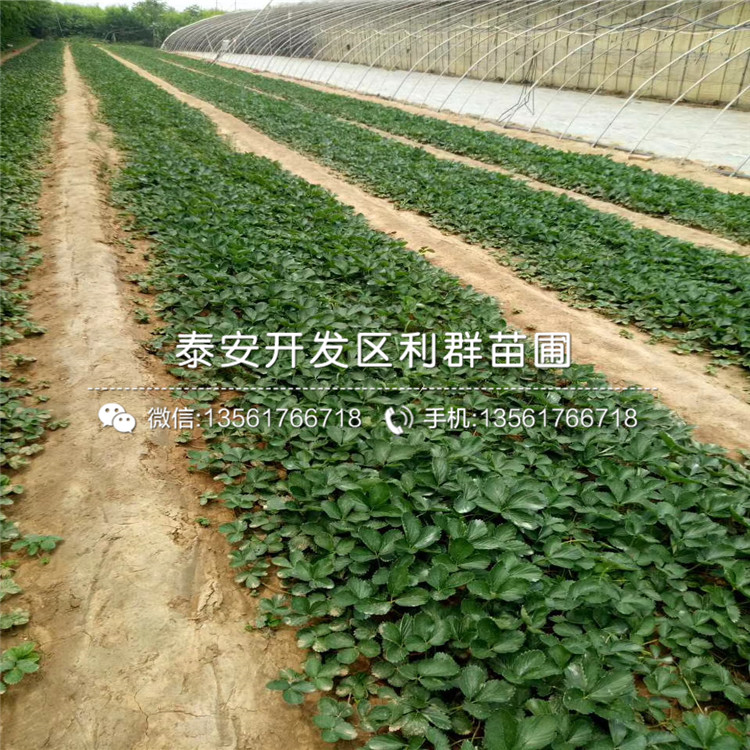 日本淡雪草莓苗新品种、2019年日本淡雪草莓苗多少钱一棵