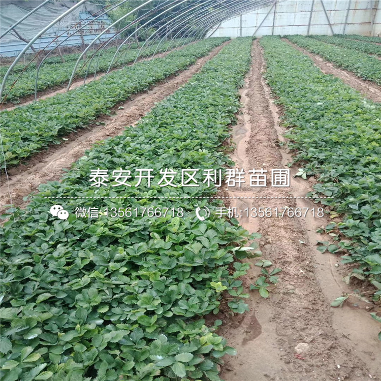 露天草莓苗新品種
