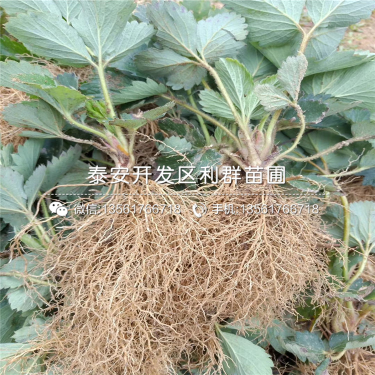 王子草莓苗、王子草莓苗價格多少