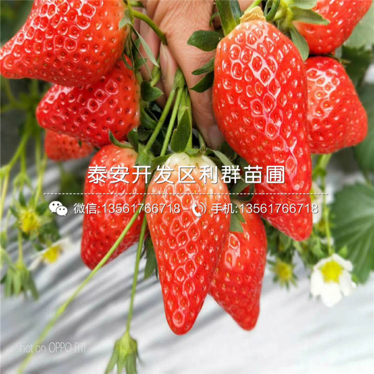 山东法兰地草莓苗批发基地