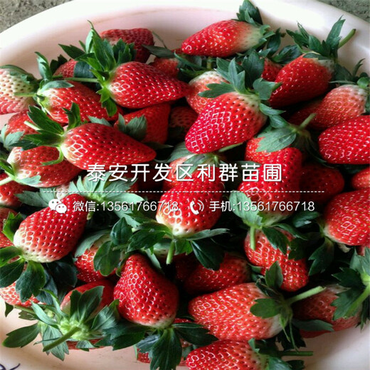 2019年新品種草莓苗、新品種草莓苗價格