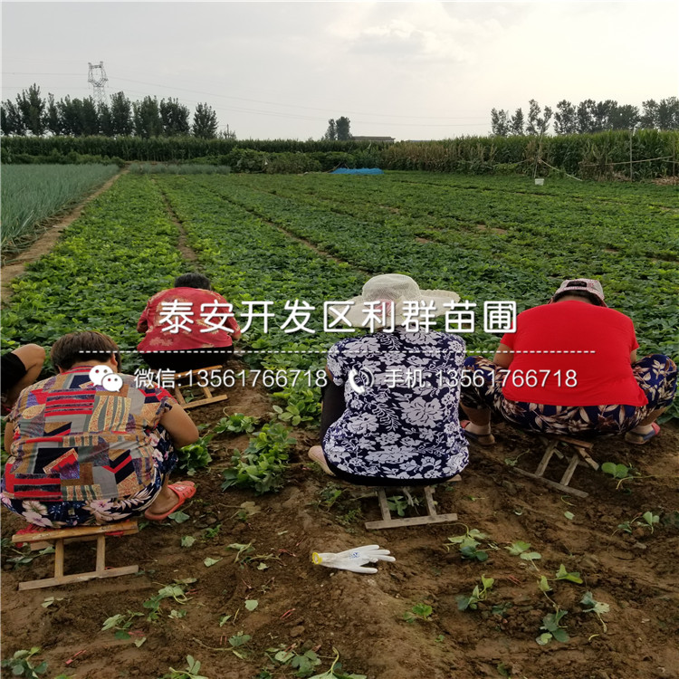新品种章姬草莓苗、新品种章姬草莓苗价格
