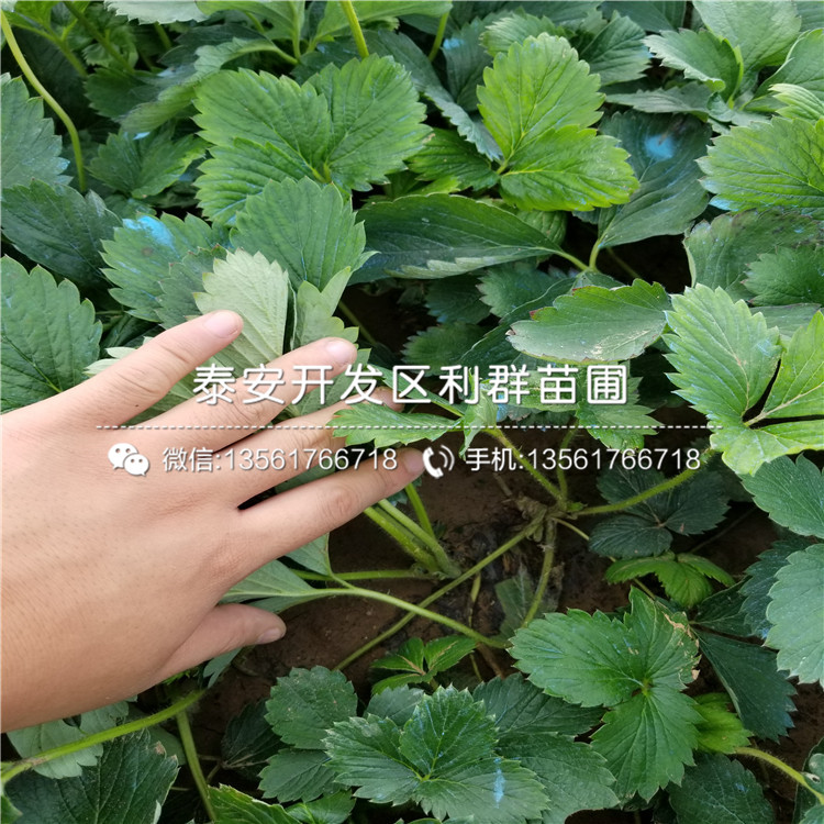 钻石草莓苗品种介绍