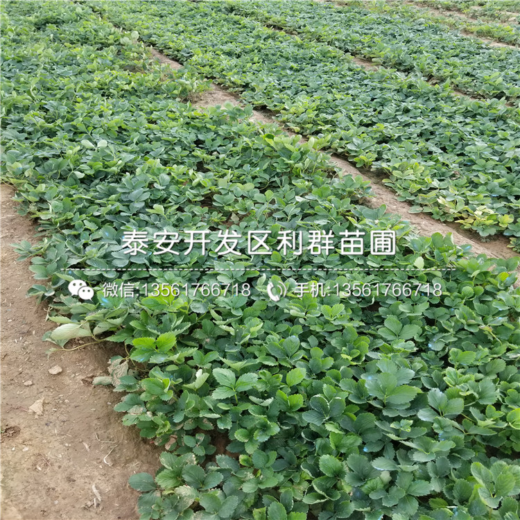 天仙醉草莓苗多少钱、2019年天仙醉草莓苗价格