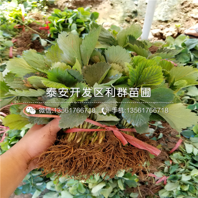 山东红玫瑰草莓苗、山东红玫瑰草莓苗基地