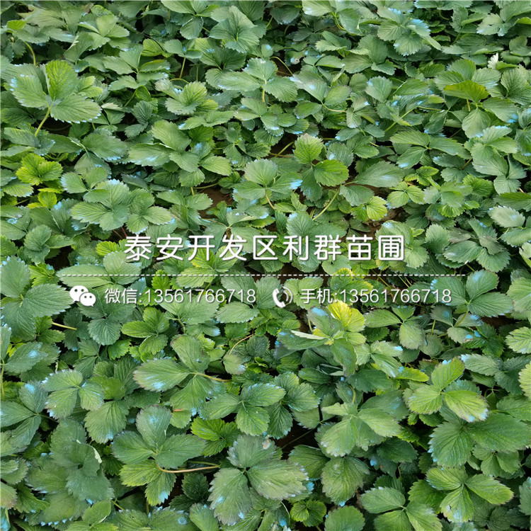 咖啡草莓苗批发价格是多少