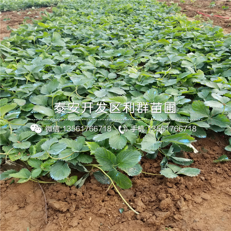 新品种幸之花草莓苗批发