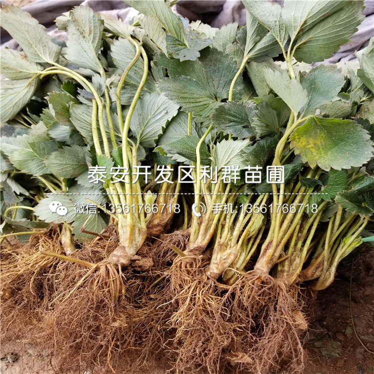 新品种幸之花草莓苗批发