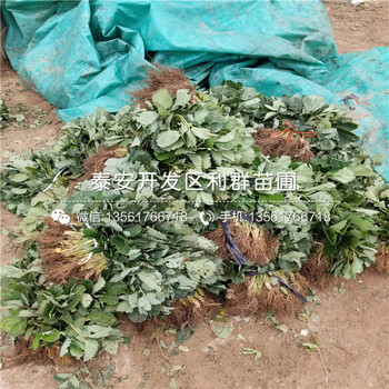 佐賀清香草莓苗秋季價(jià)格