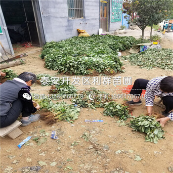 出售小白草莓苗、小白草莓苗多少钱一棵