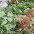 叙利亚草莓苗种植方法、叙利亚草莓苗多少钱一棵图片