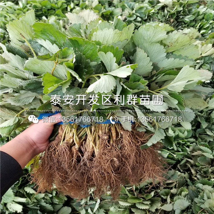 山东阿尔比草莓苗出售价格