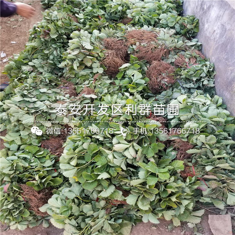 越心草莓苗、越心草莓苗基地