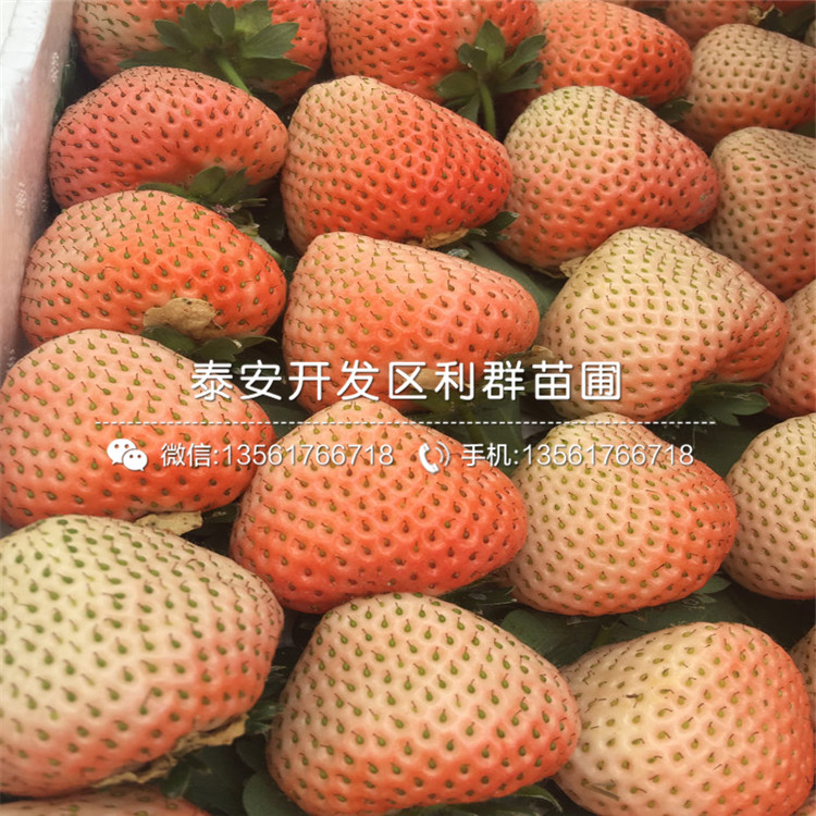 日本99号草莓苗、日本99号草莓苗什么价钱