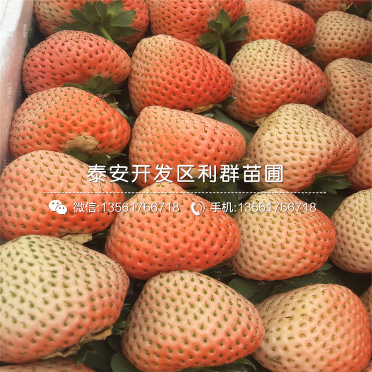 草莓王子草莓苗、草莓王子草莓苗批发