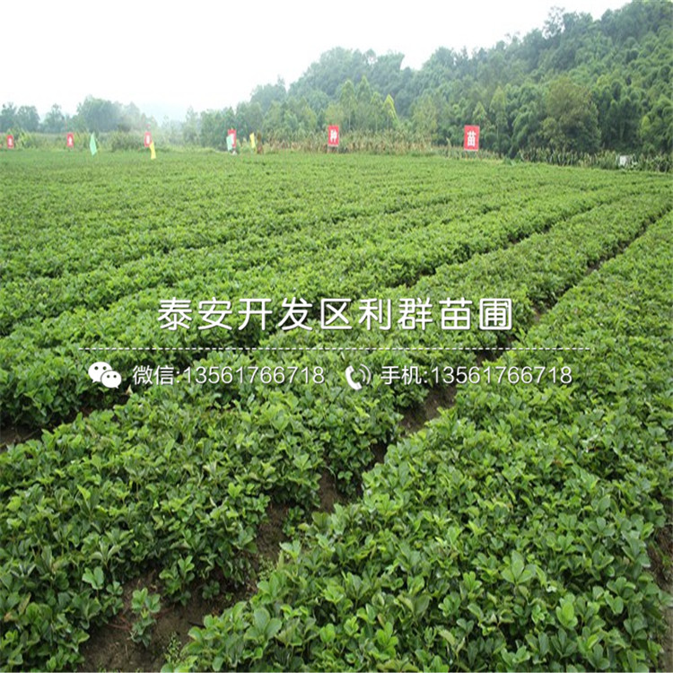 山东白草莓苗、白草莓苗基地