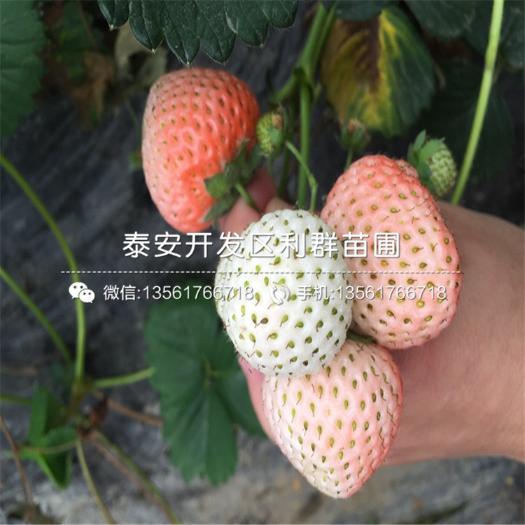 山东妙香草莓苗新品种、山东妙香草莓苗价格多少