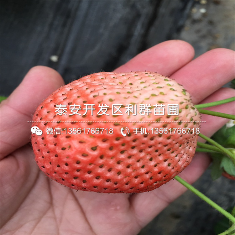 红玉草莓苗、红玉草莓苗批发价格