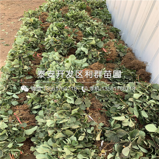 草莓王子草莓苗、草莓王子草莓苗價格及報價