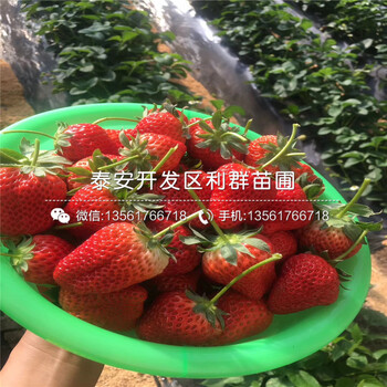 2019年津美22号草莓苗、津美22号草莓苗价格及报价