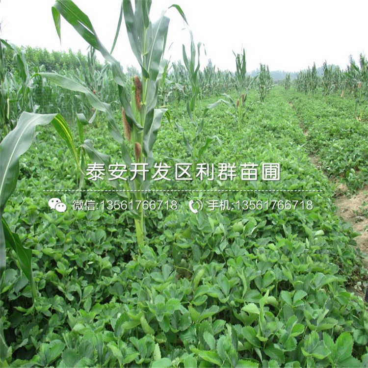 出售达赛莱克特草莓苗、达赛莱克特草莓苗基地