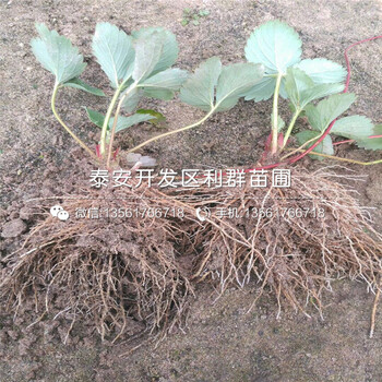 醉侠草莓苗、醉侠草莓苗多少钱一株