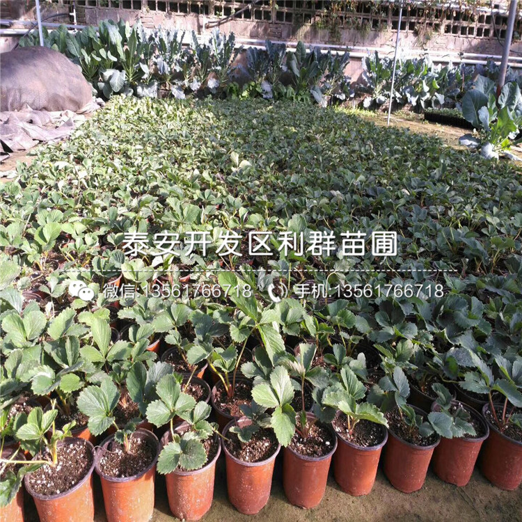 新品种白草莓苗批发基地