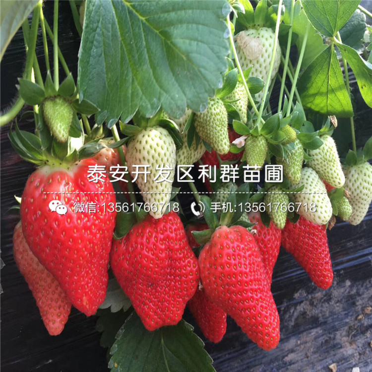 山东红夏草莓苗出售价格多少