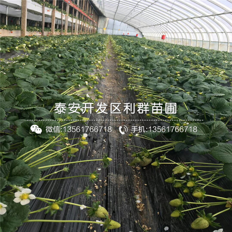 2019年红花草莓苗、红花草莓苗新品种