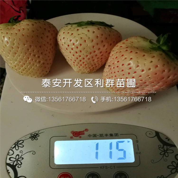 2019年丰香草莓苗价格、丰香草莓苗报价及价格