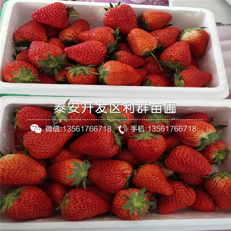 哪里有白草莓苗、白草莓苗价格多少