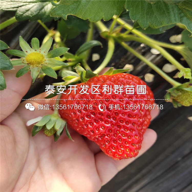 2019年红花草莓苗、红花草莓苗新品种