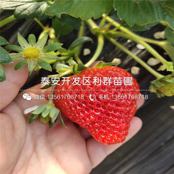 新品种白草莓苗批发基地