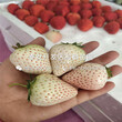 2019年白雪天使草莓苗、白雪天使草莓苗價格及報價