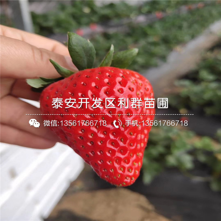 新品种全草莓苗、新品种全草莓苗价格