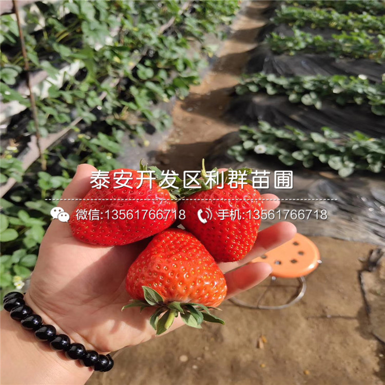 京泉香草莓苗、京泉香草莓苗价格多少