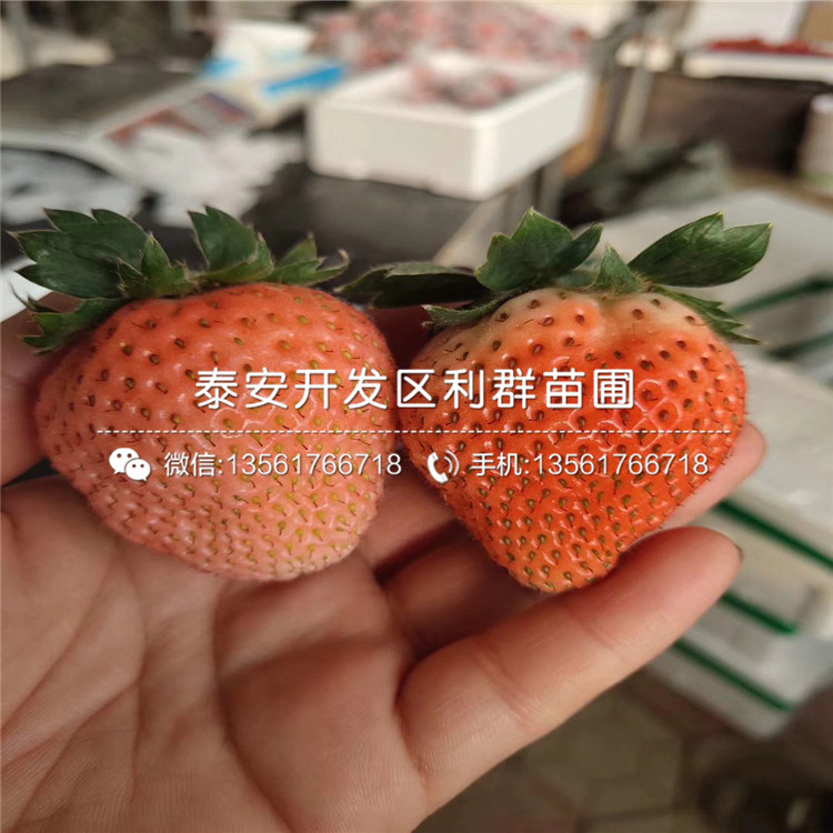 新草莓苗价格、新草莓苗批发