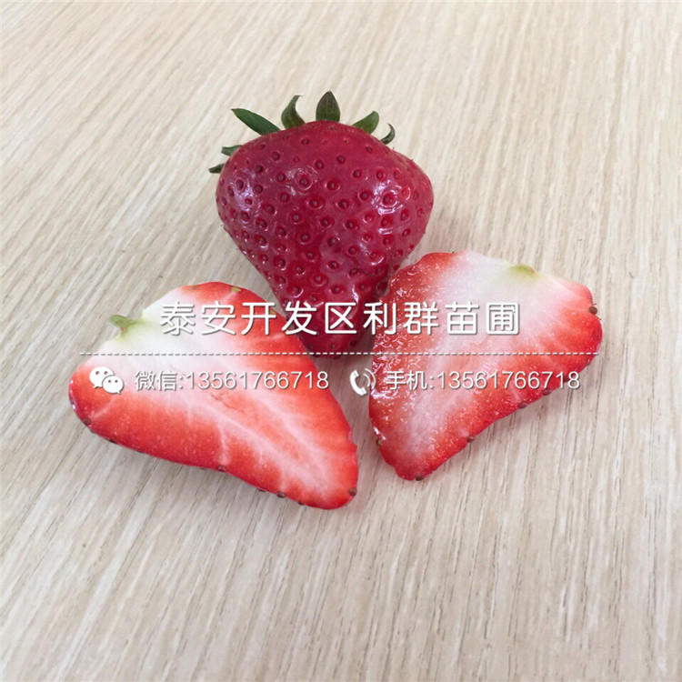 新品种京桃香草莓苗出售价格