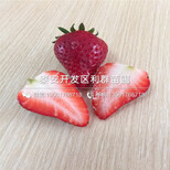 日本99号草莓苗、日本99号草莓苗什么价钱图片2