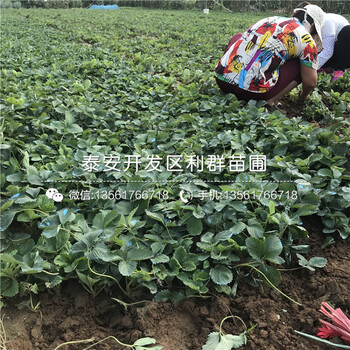 明寶草莓苗出售價(jià)格是多少