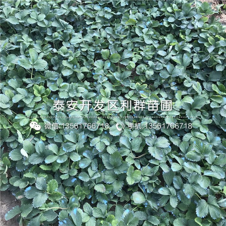 山东白草莓苗、白草莓苗基地