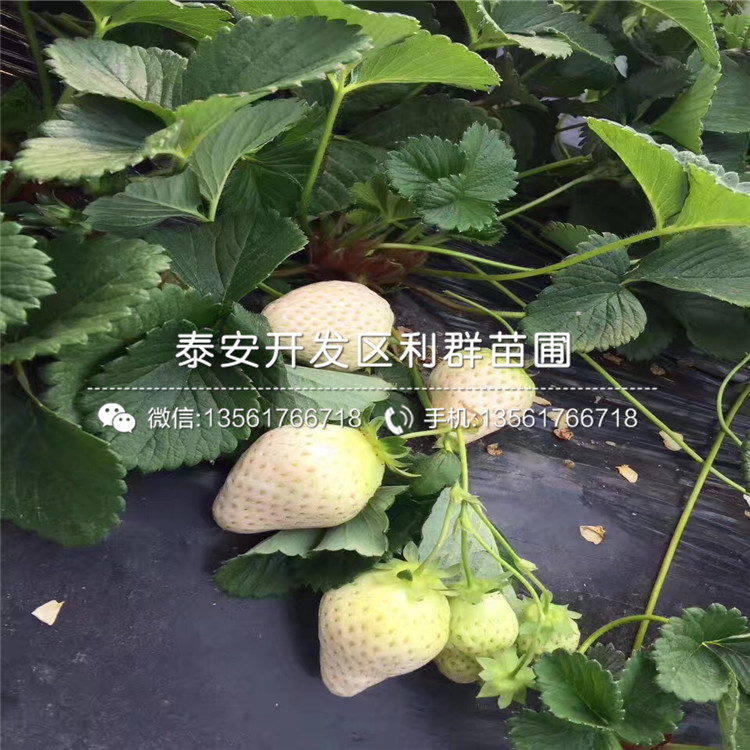 2019年红夏草莓苗多少钱